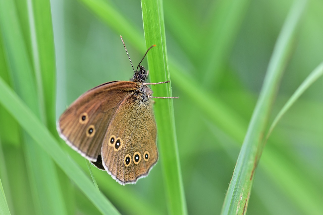 butterfly animal insect nature free photo