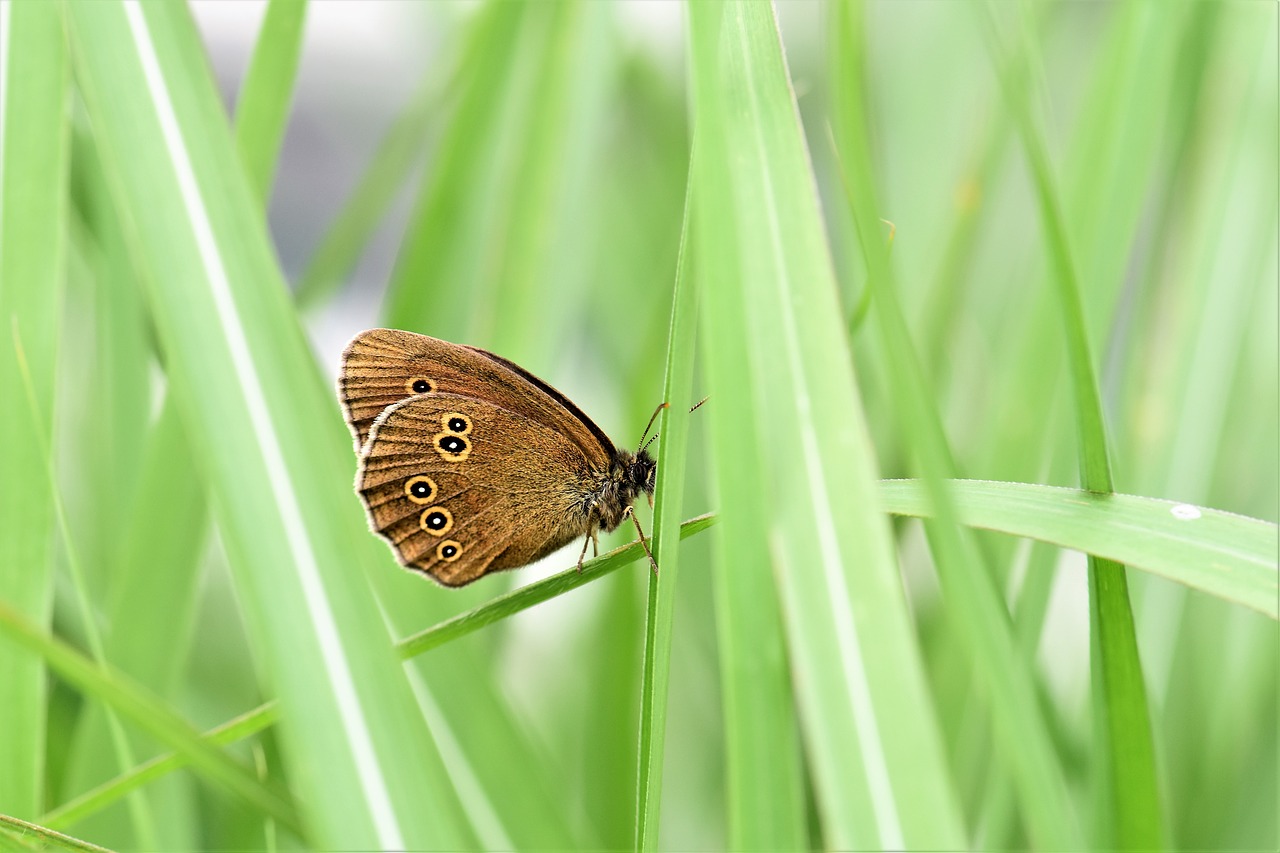 butterfly animal insect nature free photo