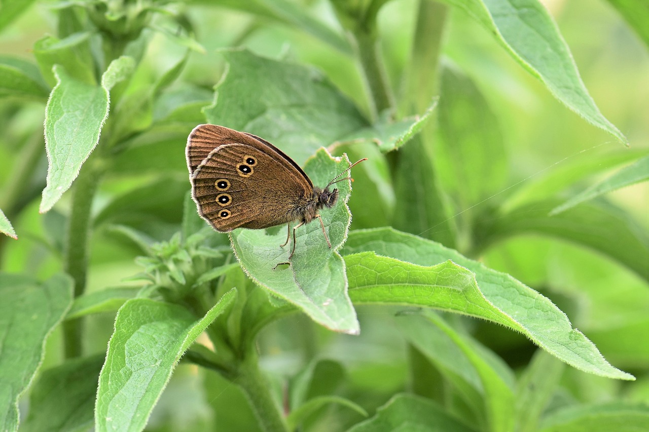 butterfly animal insect nature free photo