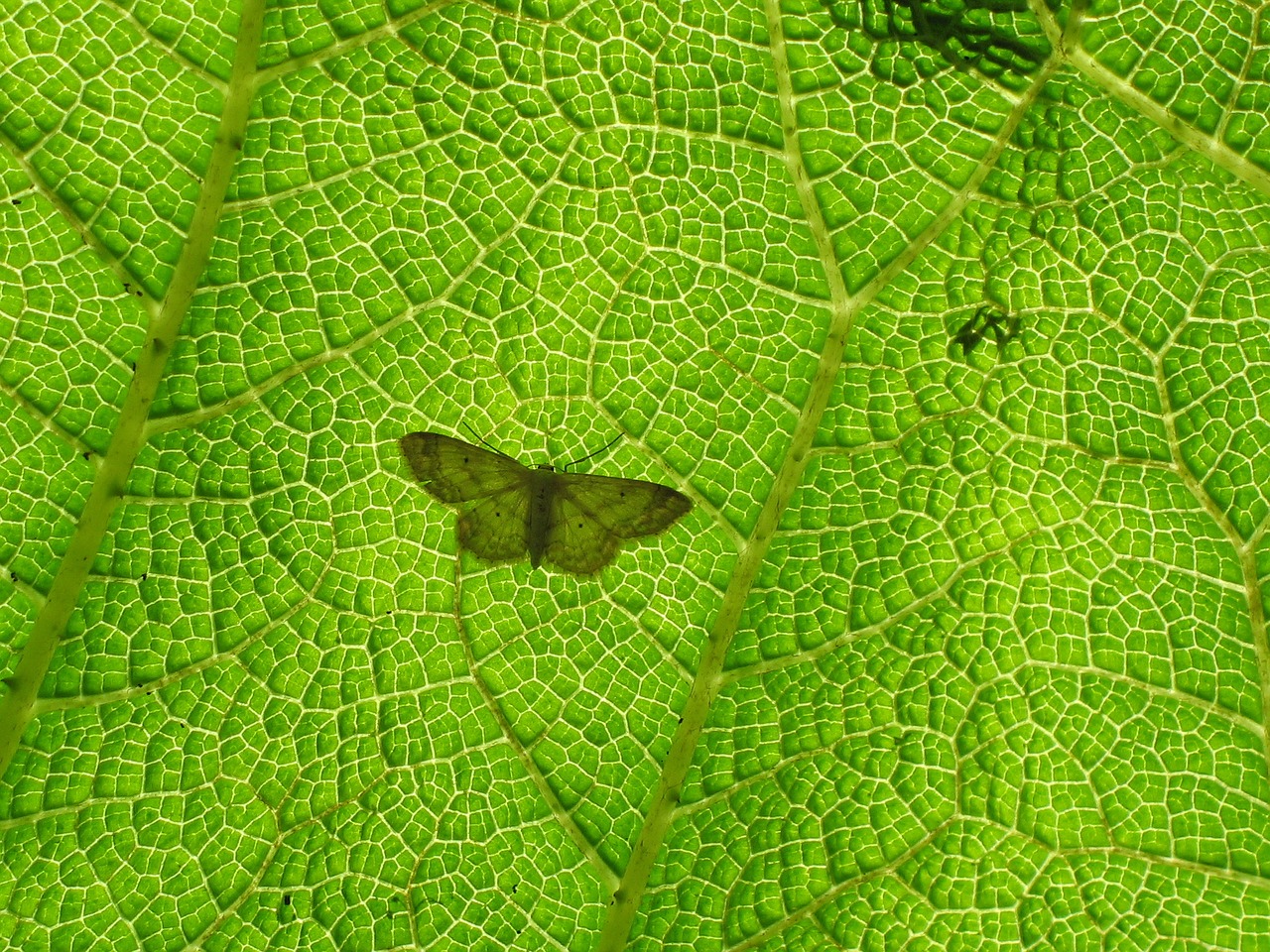 butterfly green leaf back light free photo