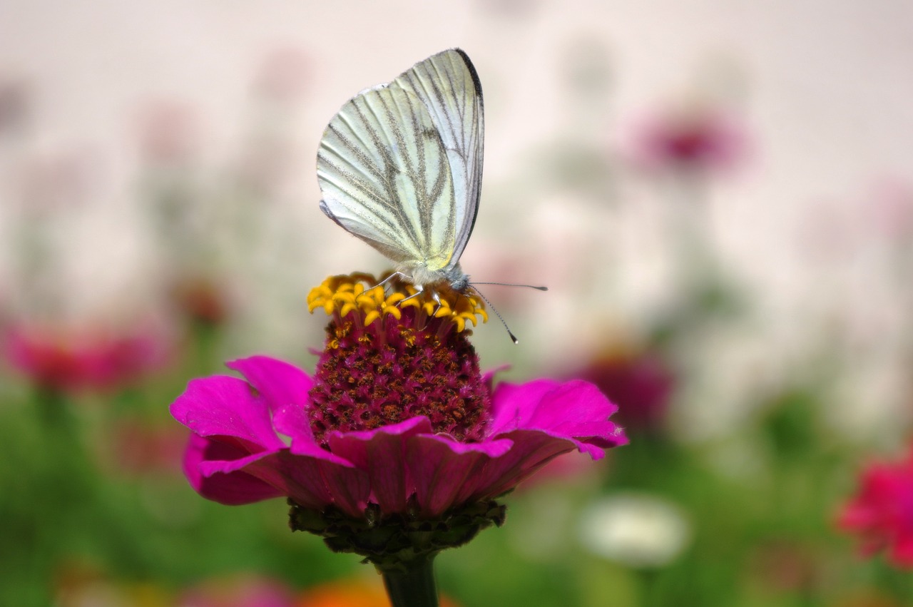 butterfly blossom bloom free photo