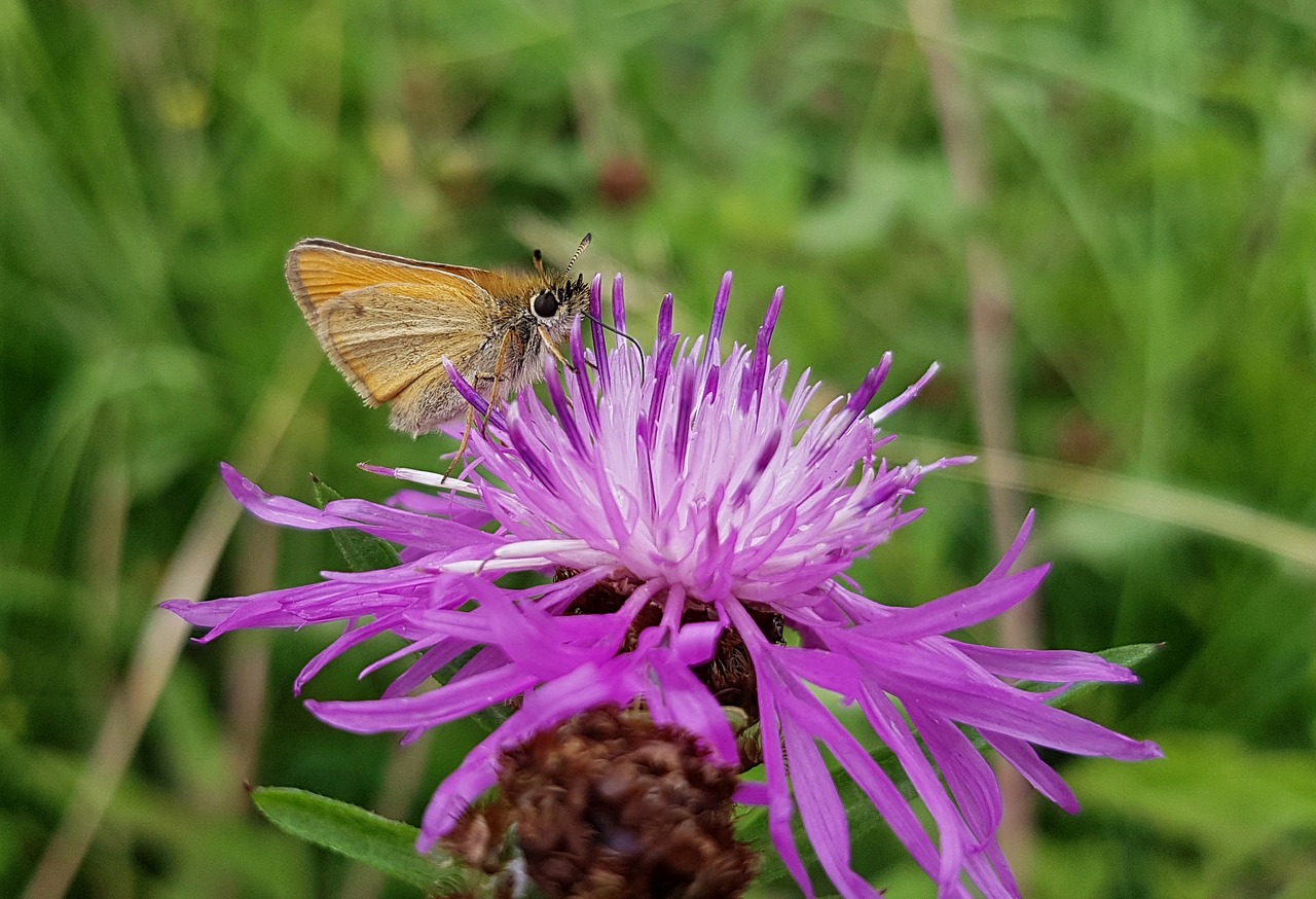 butterfly small skipper skipper free photo