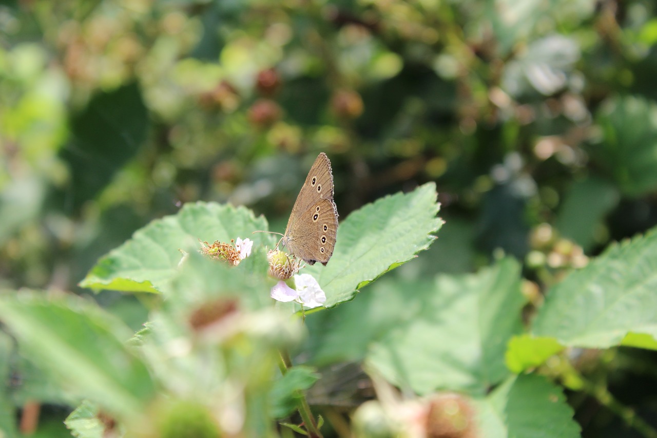 butterfly nature animals free photo