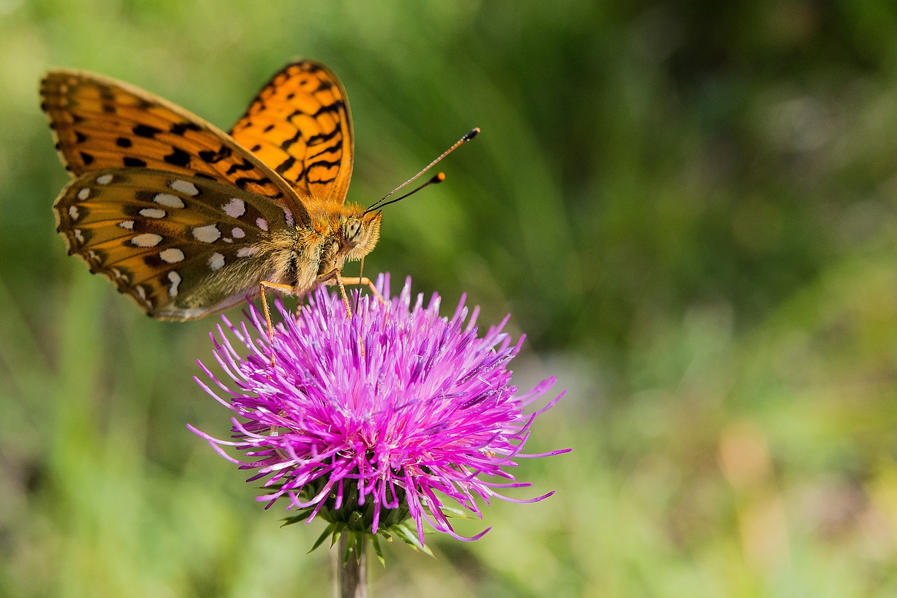 butterfly flower blossom free photo