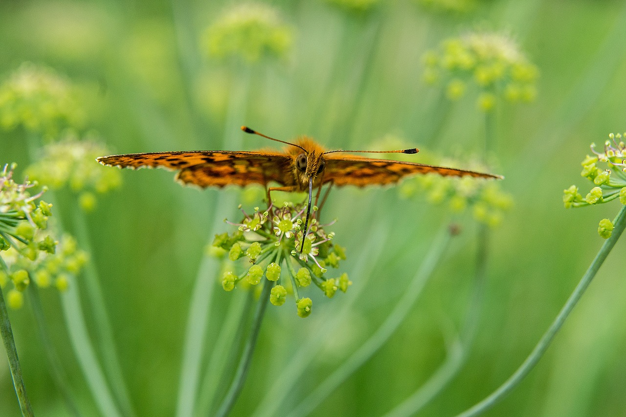 butterfly flower blossom free photo