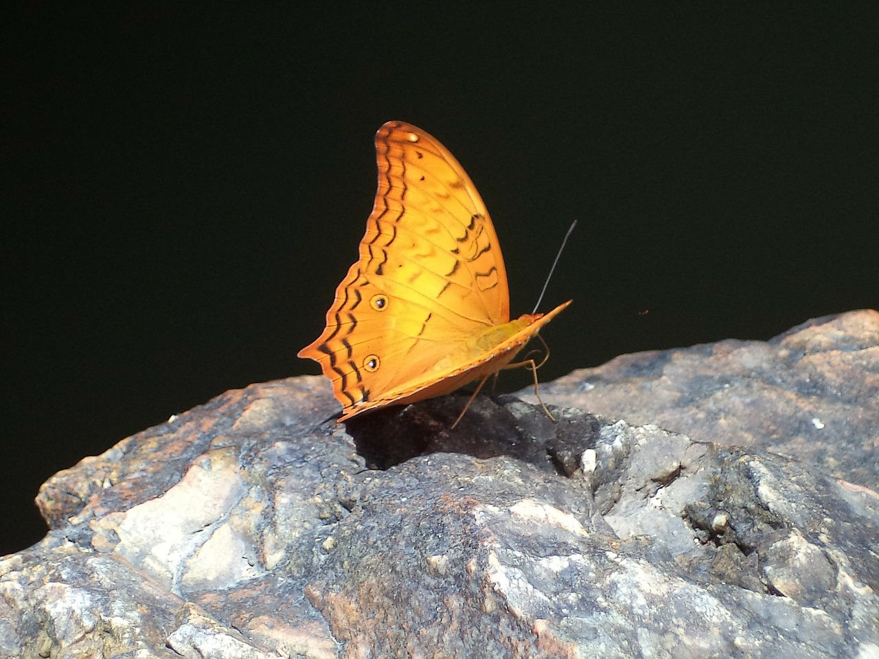 butterfly nature colored free photo