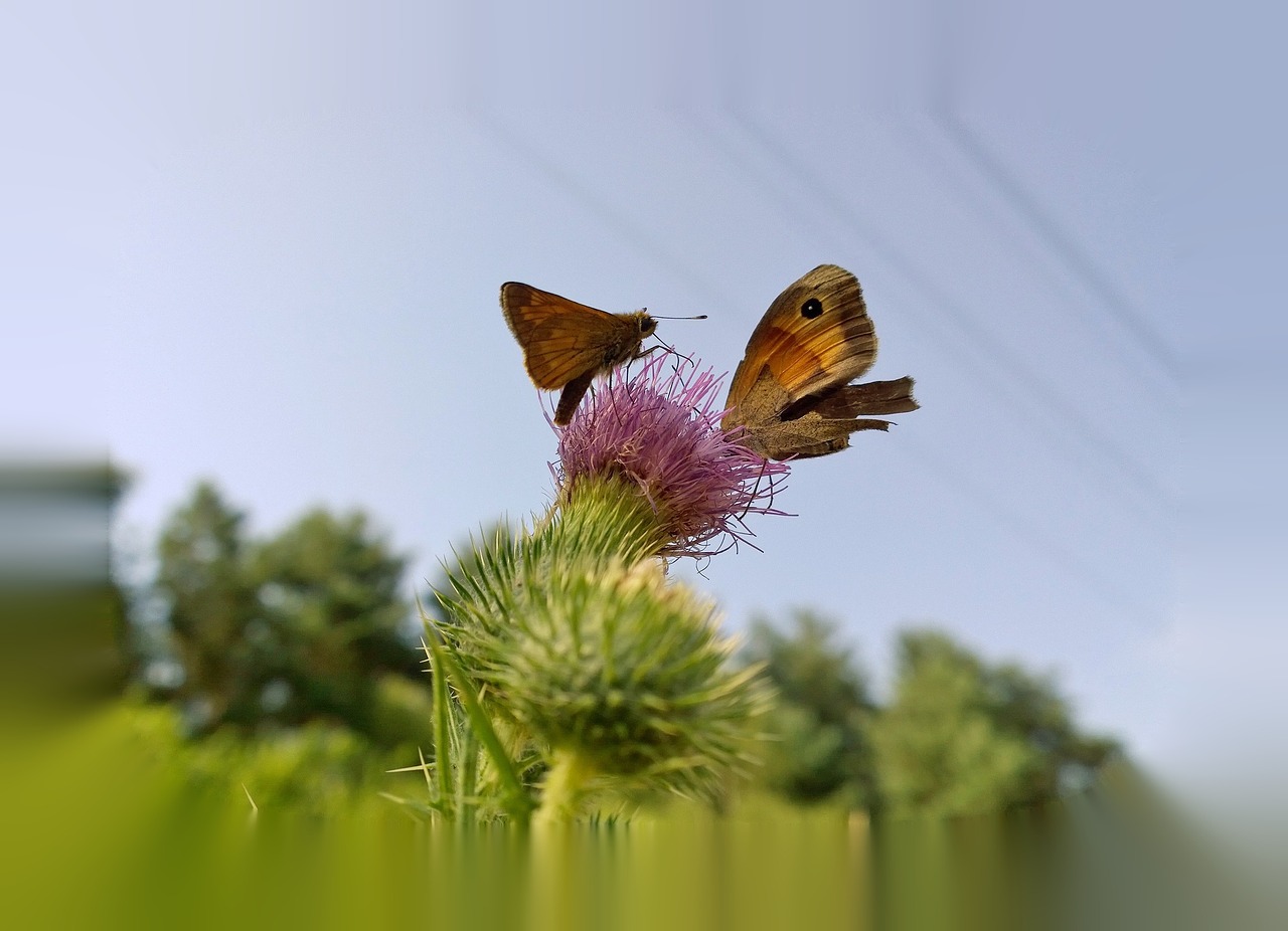 butterfly thistle summer free photo