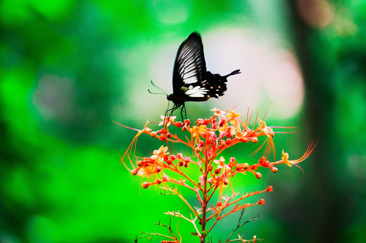 butterfly flower spring free photo