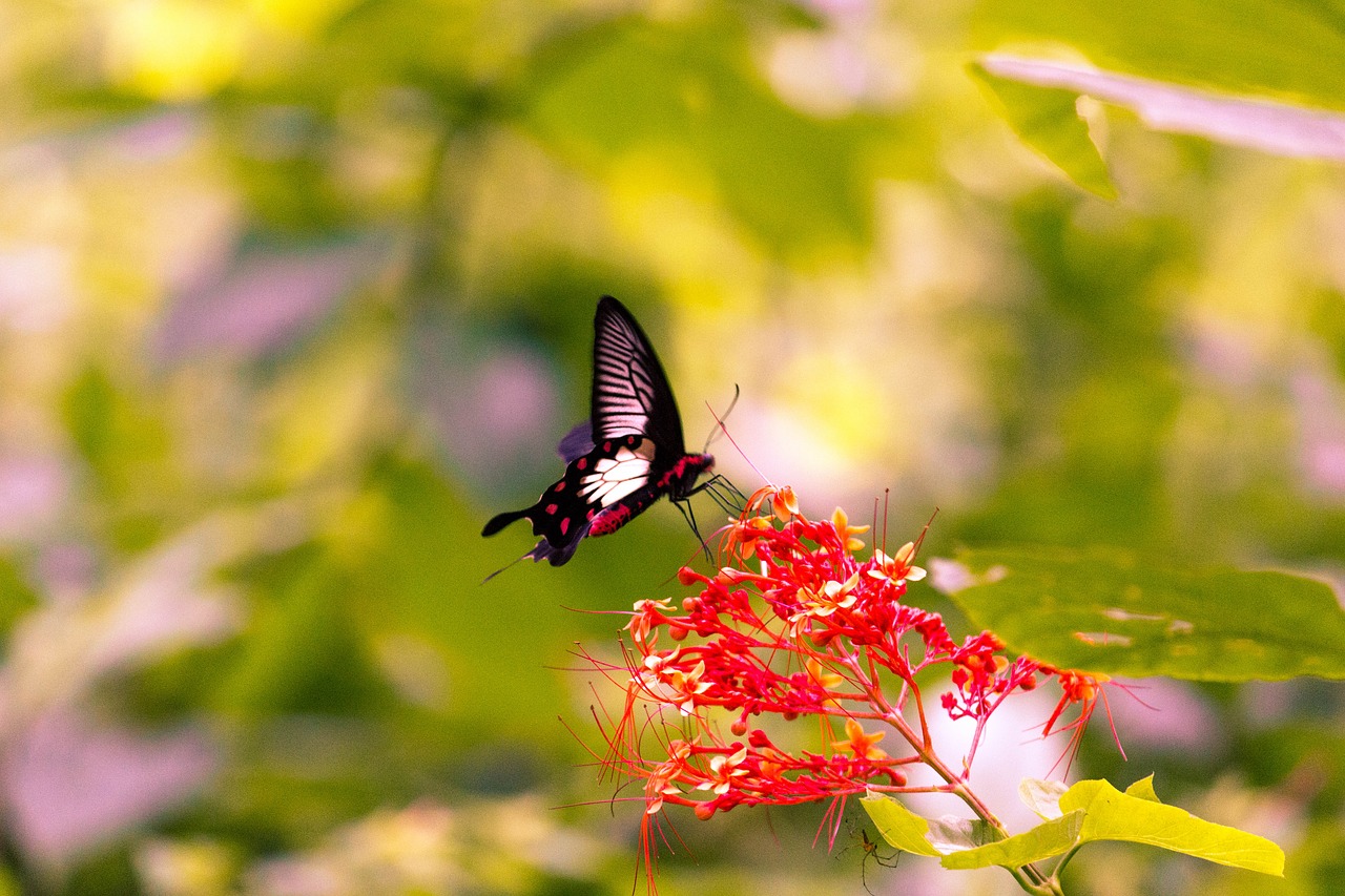 butterfly flower spring free photo