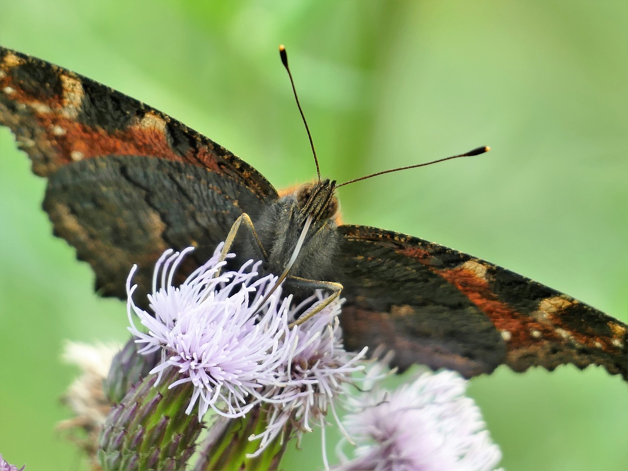 butterfly animal nature free photo