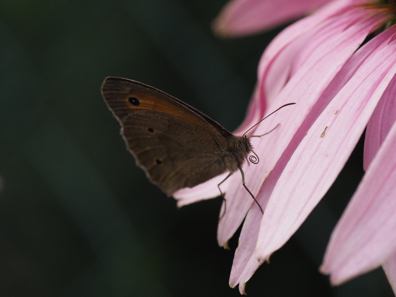 butterfly summer blossom free photo