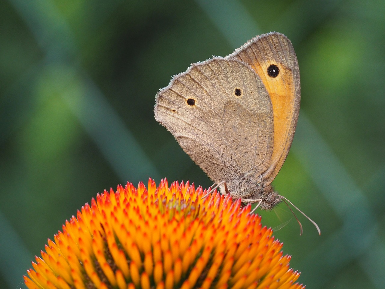 butterfly summer blossom free photo