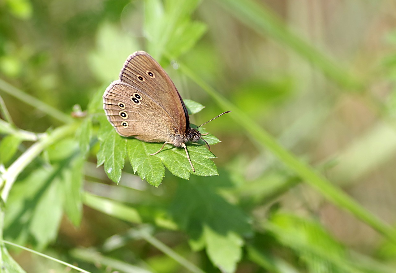 butterfly dots brown free photo