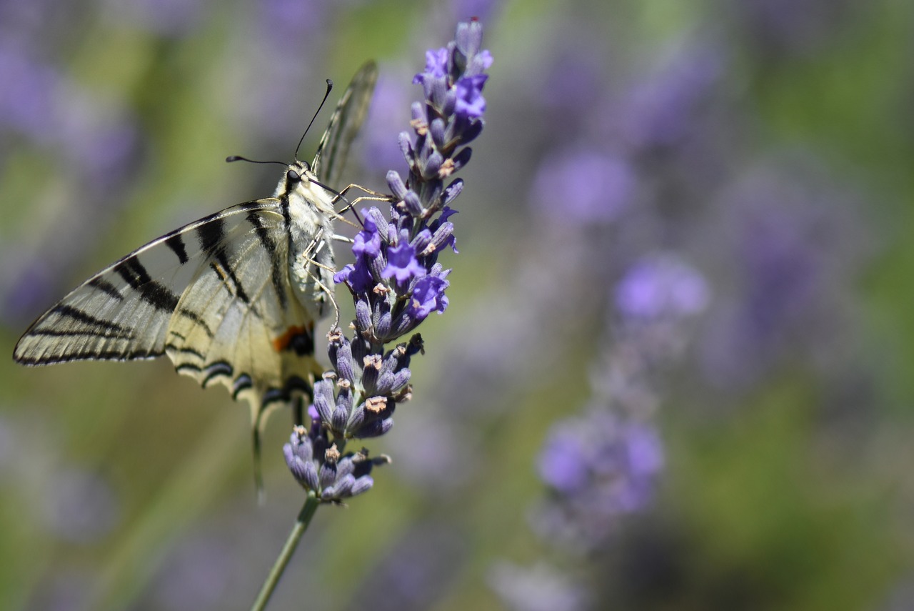 butterfly nature lavender free photo