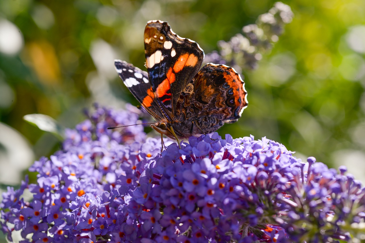 butterfly plant flower free photo