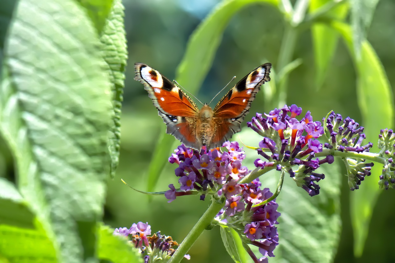 butterfly wings green free photo