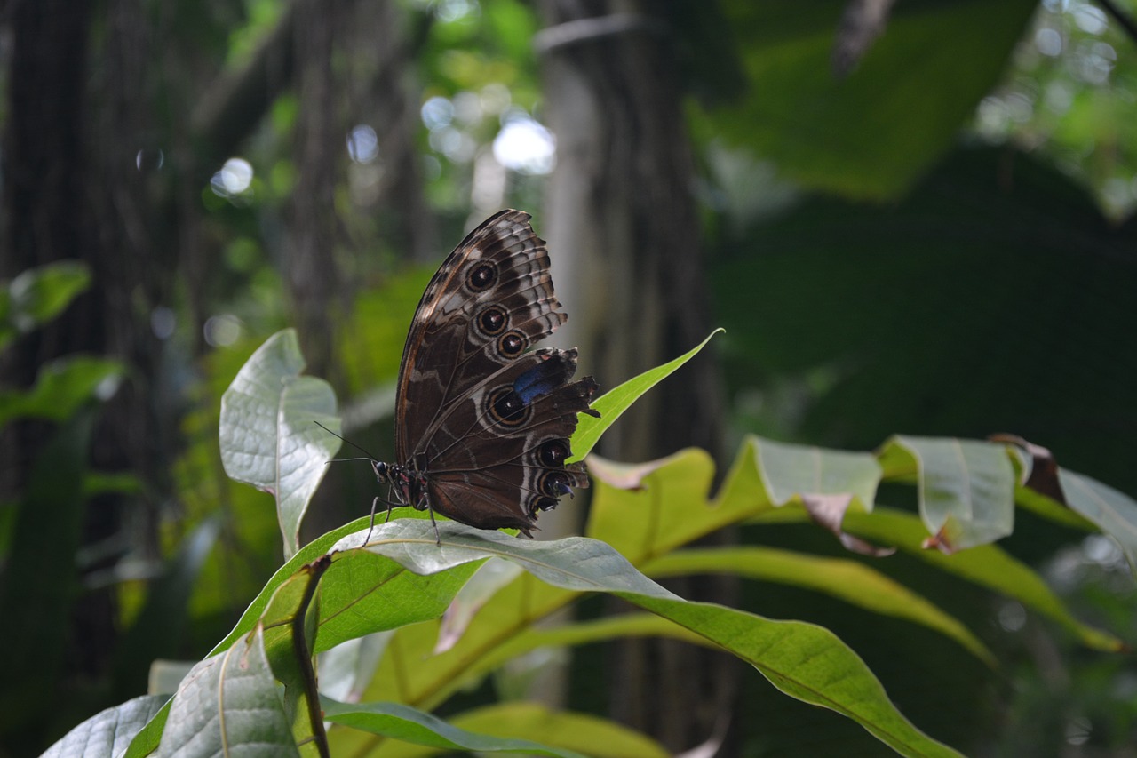 butterfly sefton insects free photo