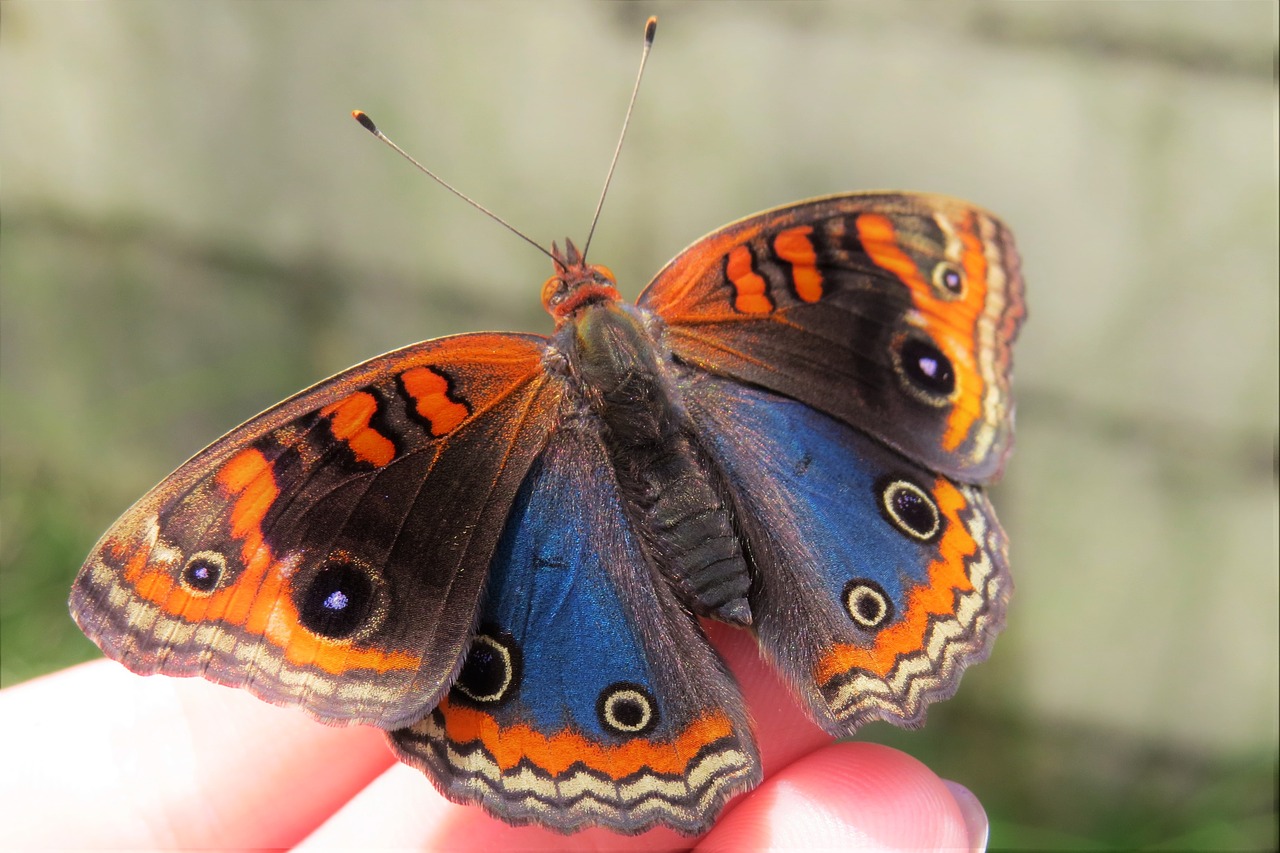 butterfly blue orange free photo