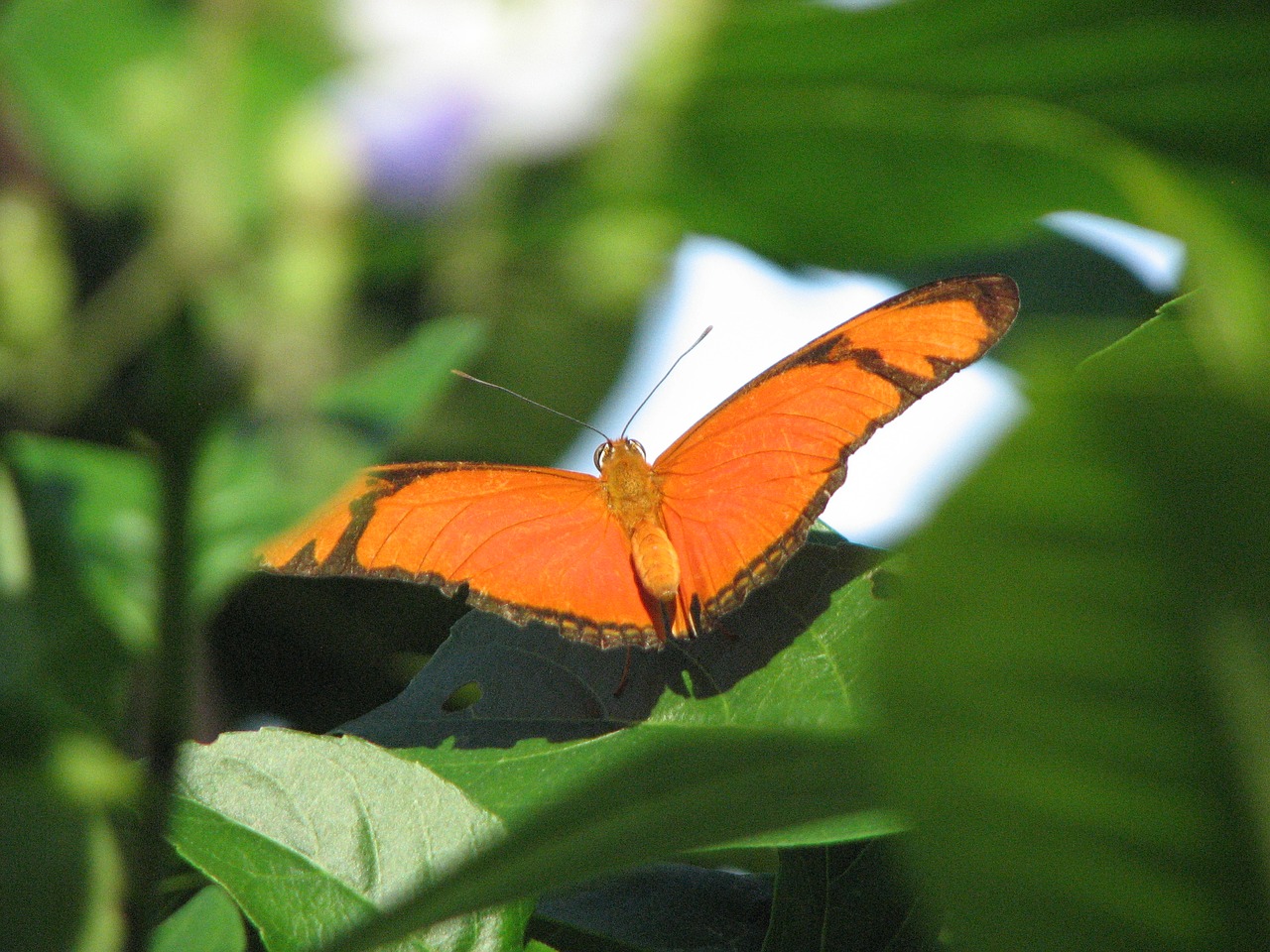 butterfly nature insect free photo