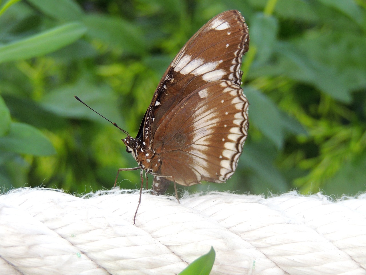 butterfly insect wing free photo