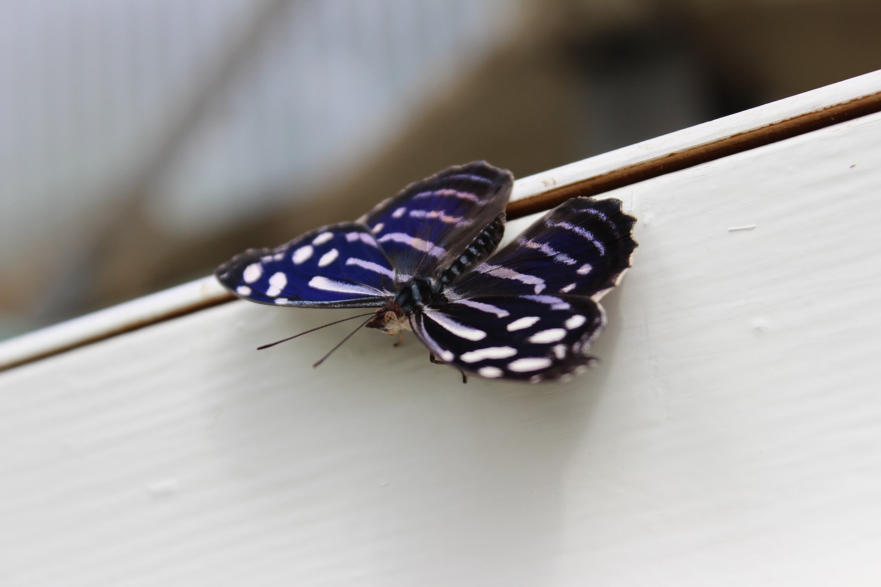 butterfly botanical garden close free photo