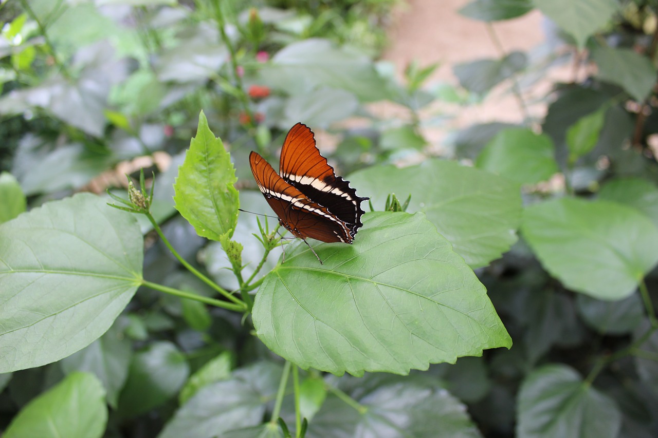 butterfly insect leaves free photo