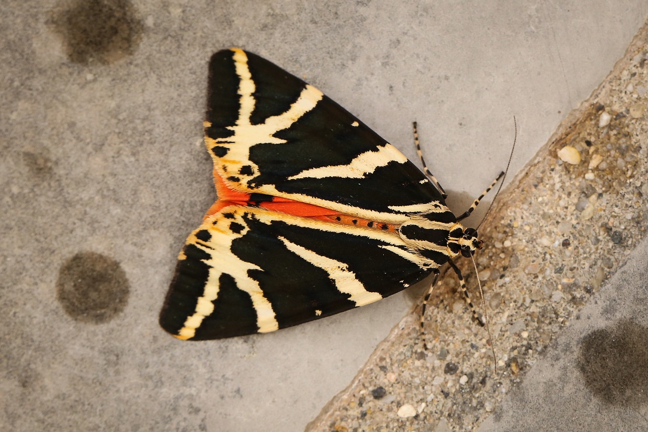 butterfly moth russian bear free photo