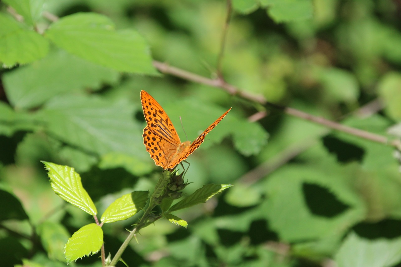 butterfly insect free pictures free photo