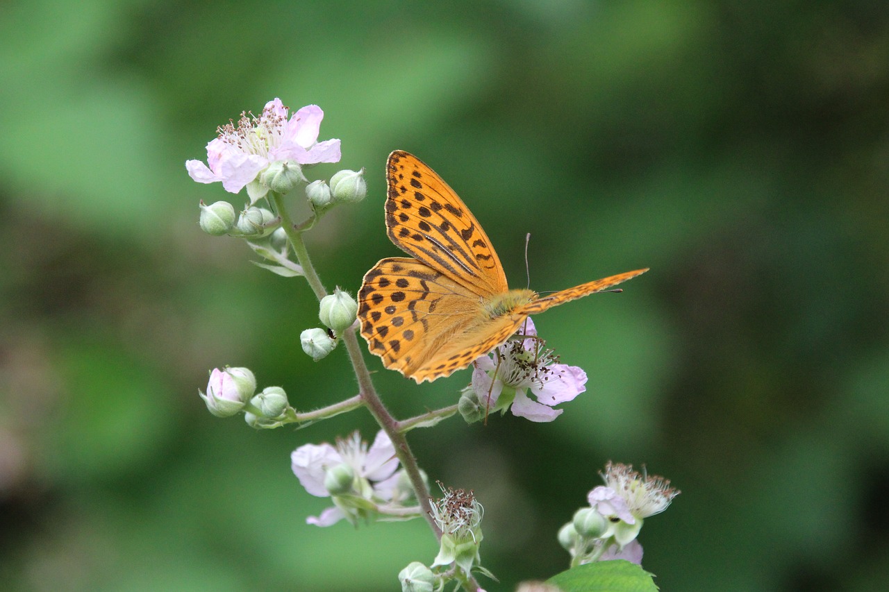 butterfly insect free pictures free photo