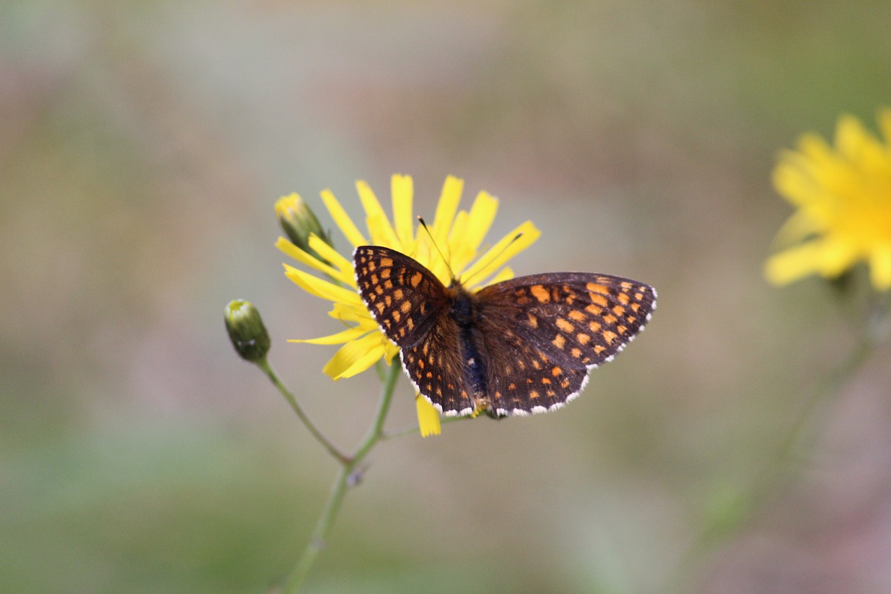 butterfly flower insect free photo