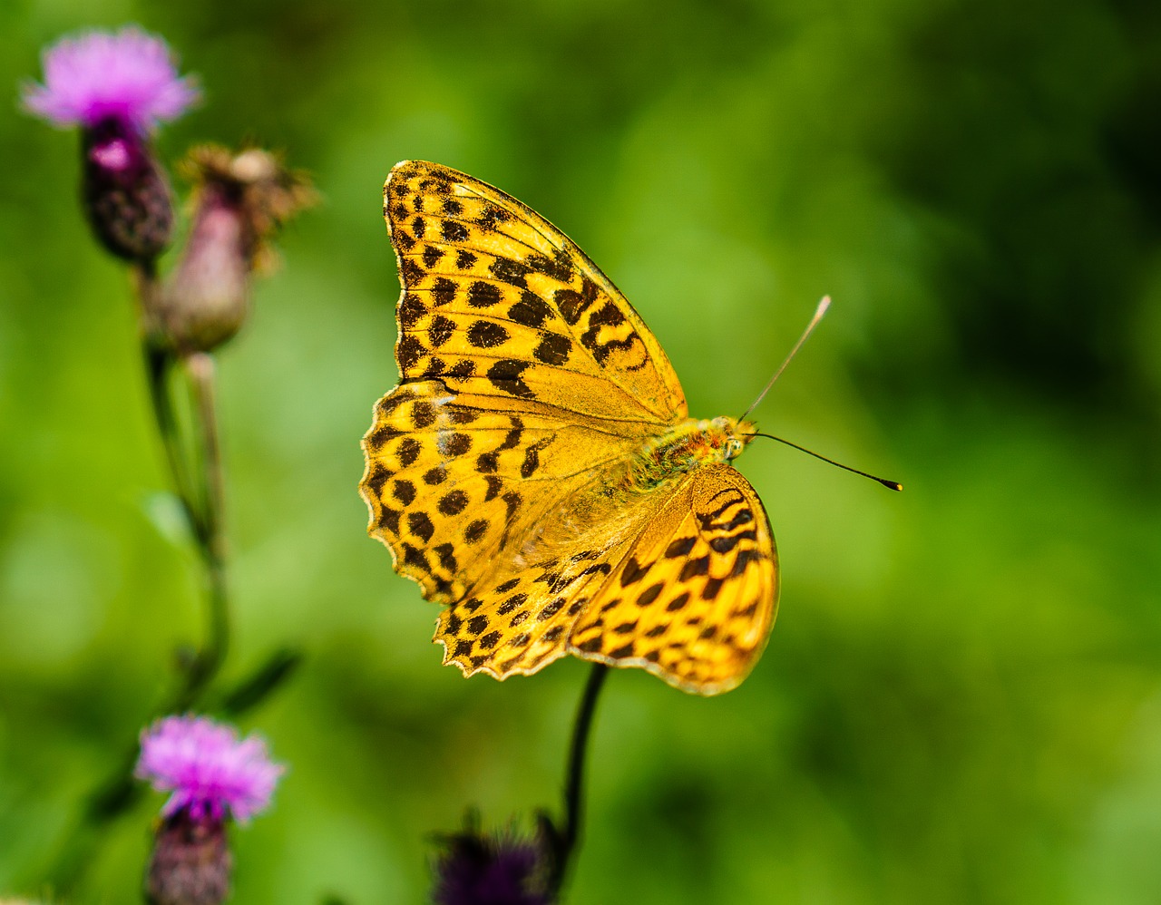 butterfly nature insect free photo