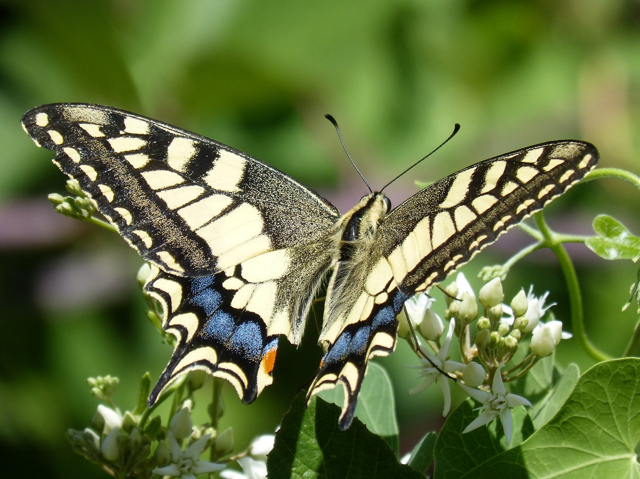 Бабочка на букву п. Бабочка Махаон ussuriensis. Papilio Machaon. Махаон Дальневосточный бабочка. Махаон (Papilio Machaon).