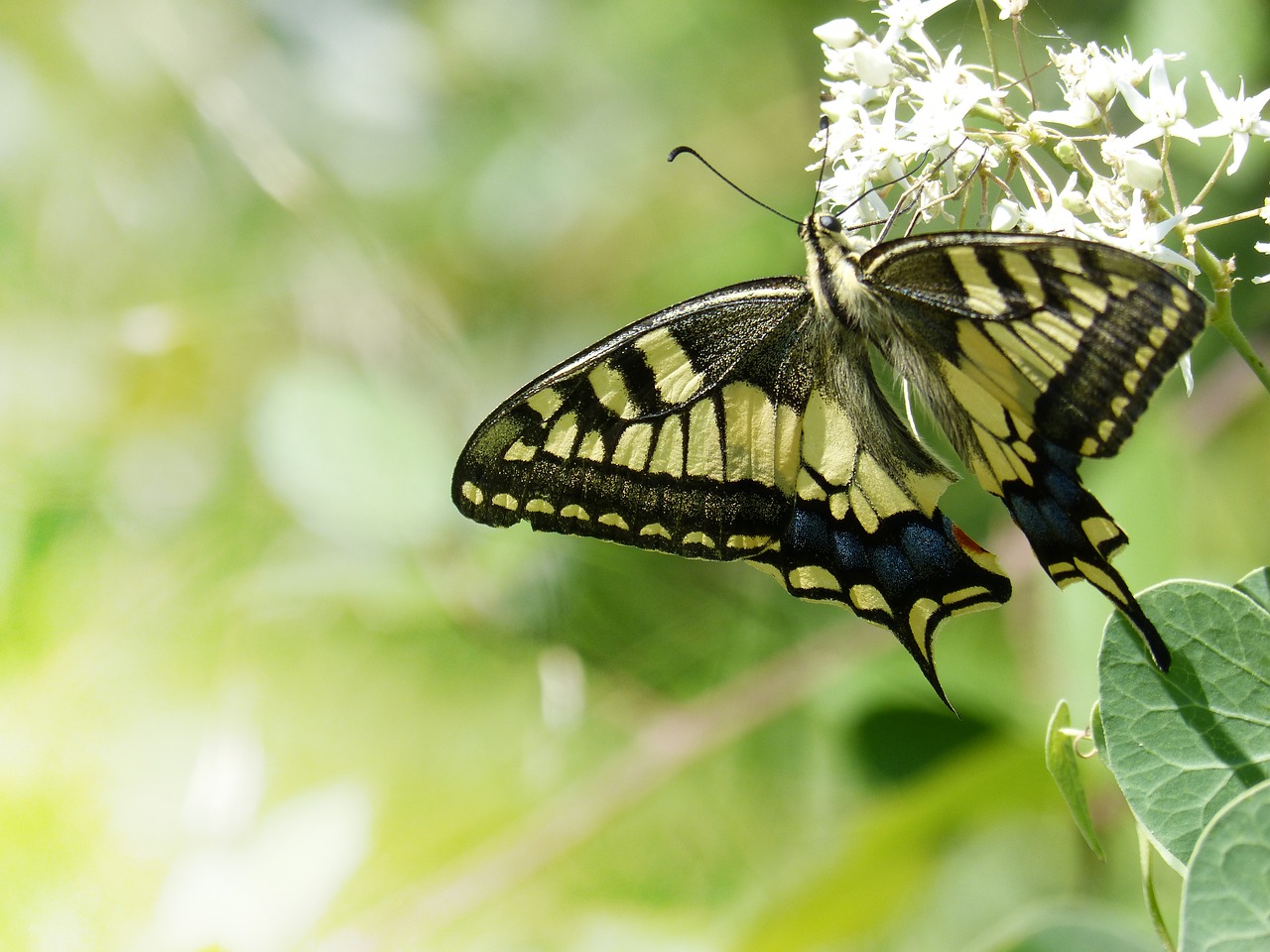 butterfly libar machaon free photo