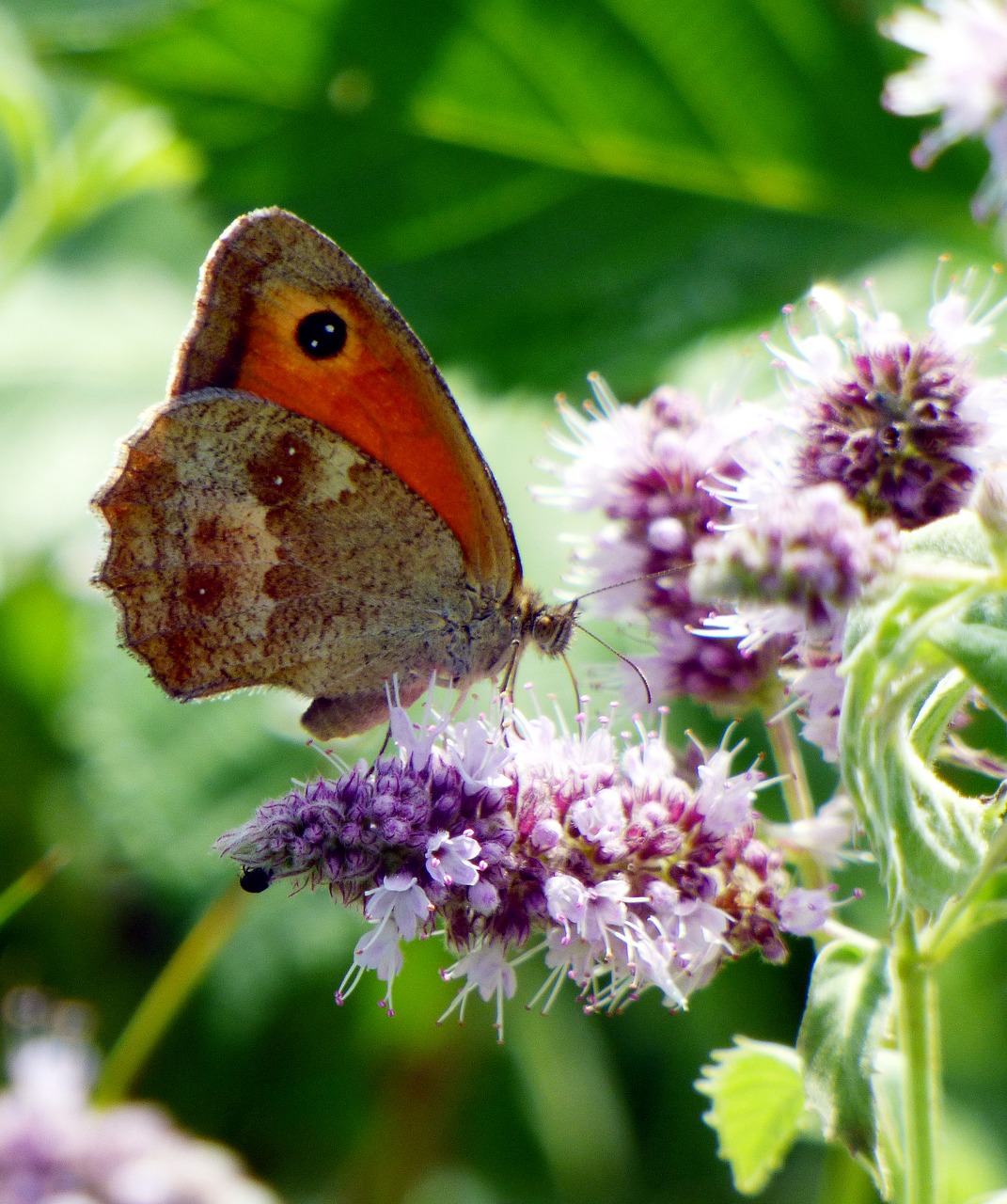 butterfly wings alsace free photo