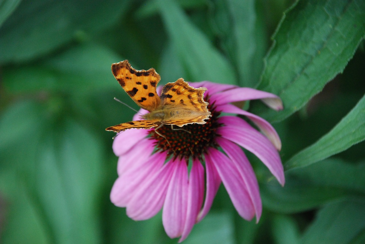 butterfly blossom bloom free photo