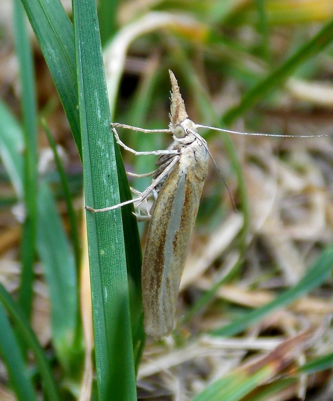 butterfly borer grass borer free photo