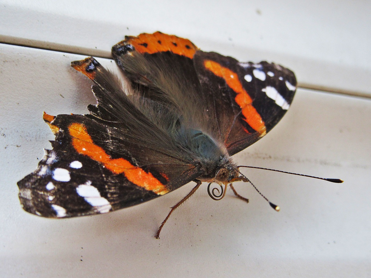 butterfly atalanta vanessa atalanta free photo