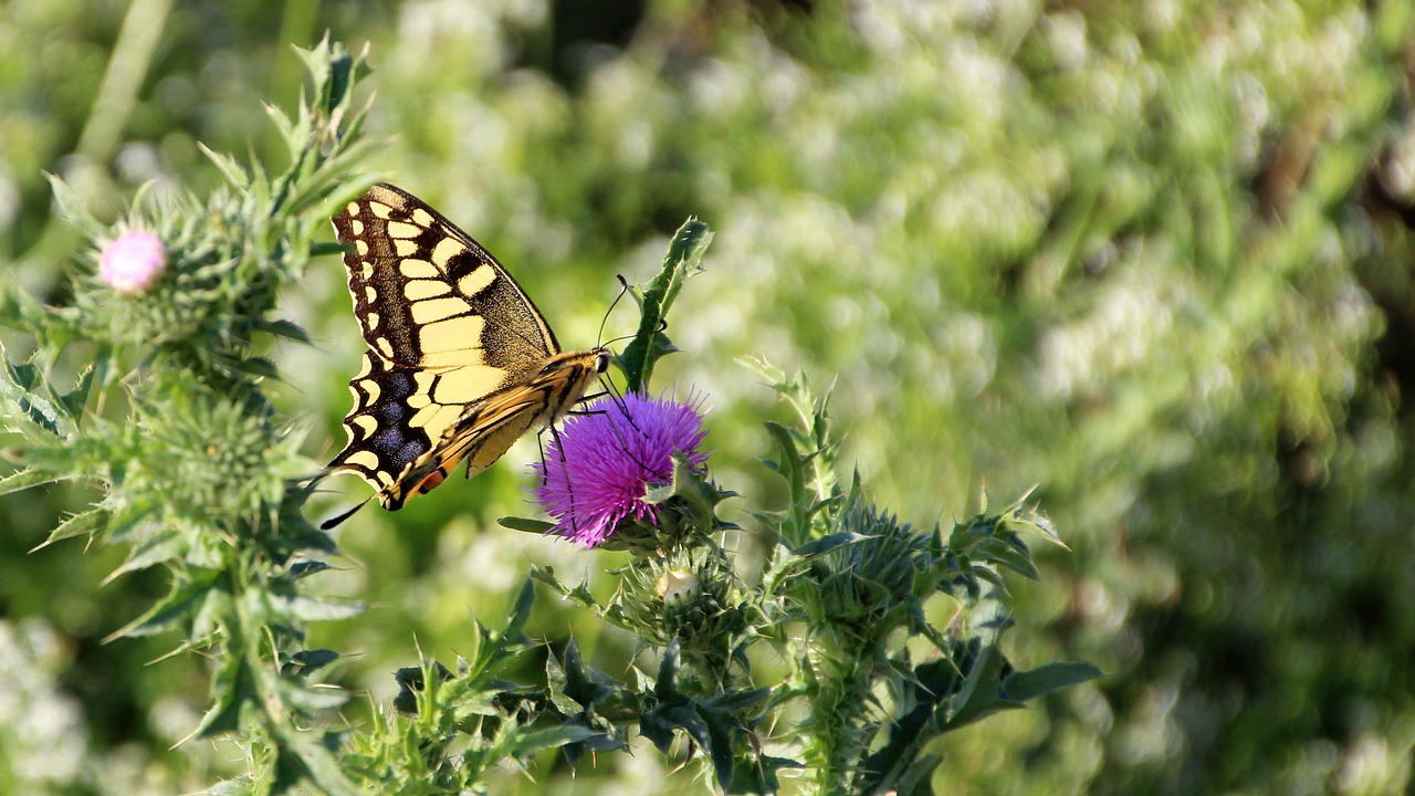 butterfly meadow nature free photo