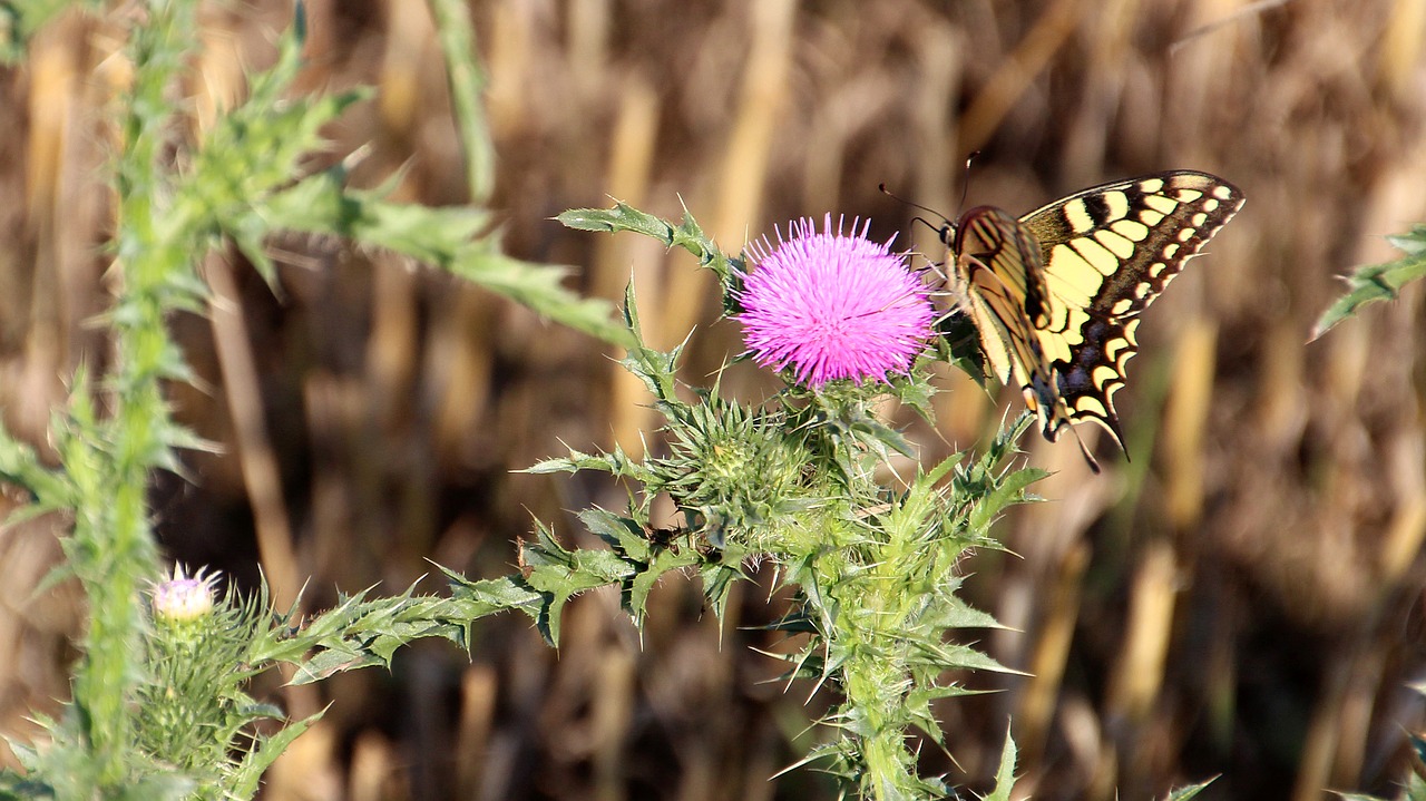 butterfly meadow nature free photo