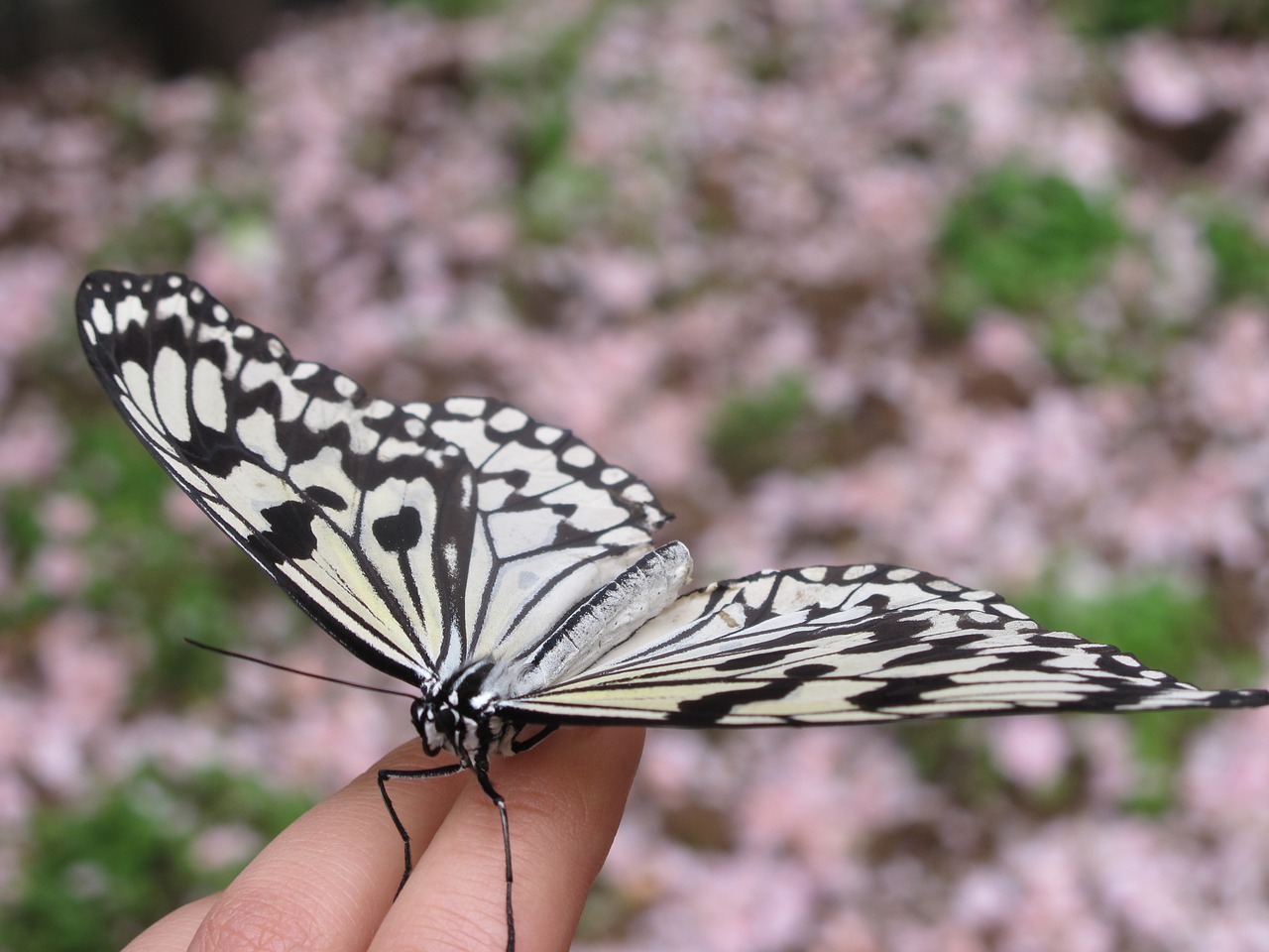 butterfly insect still life free photo