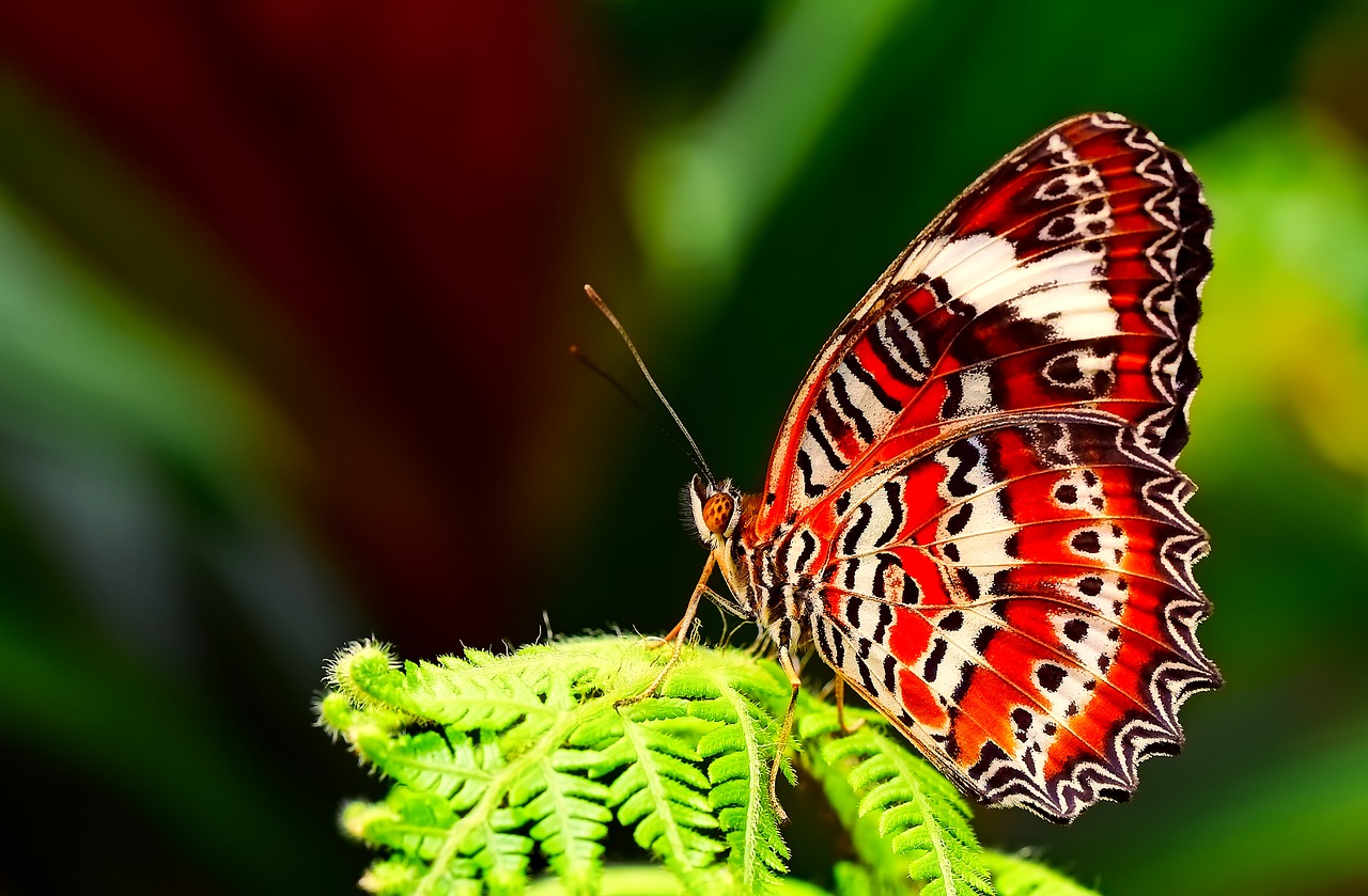 butterfly insect macro free photo