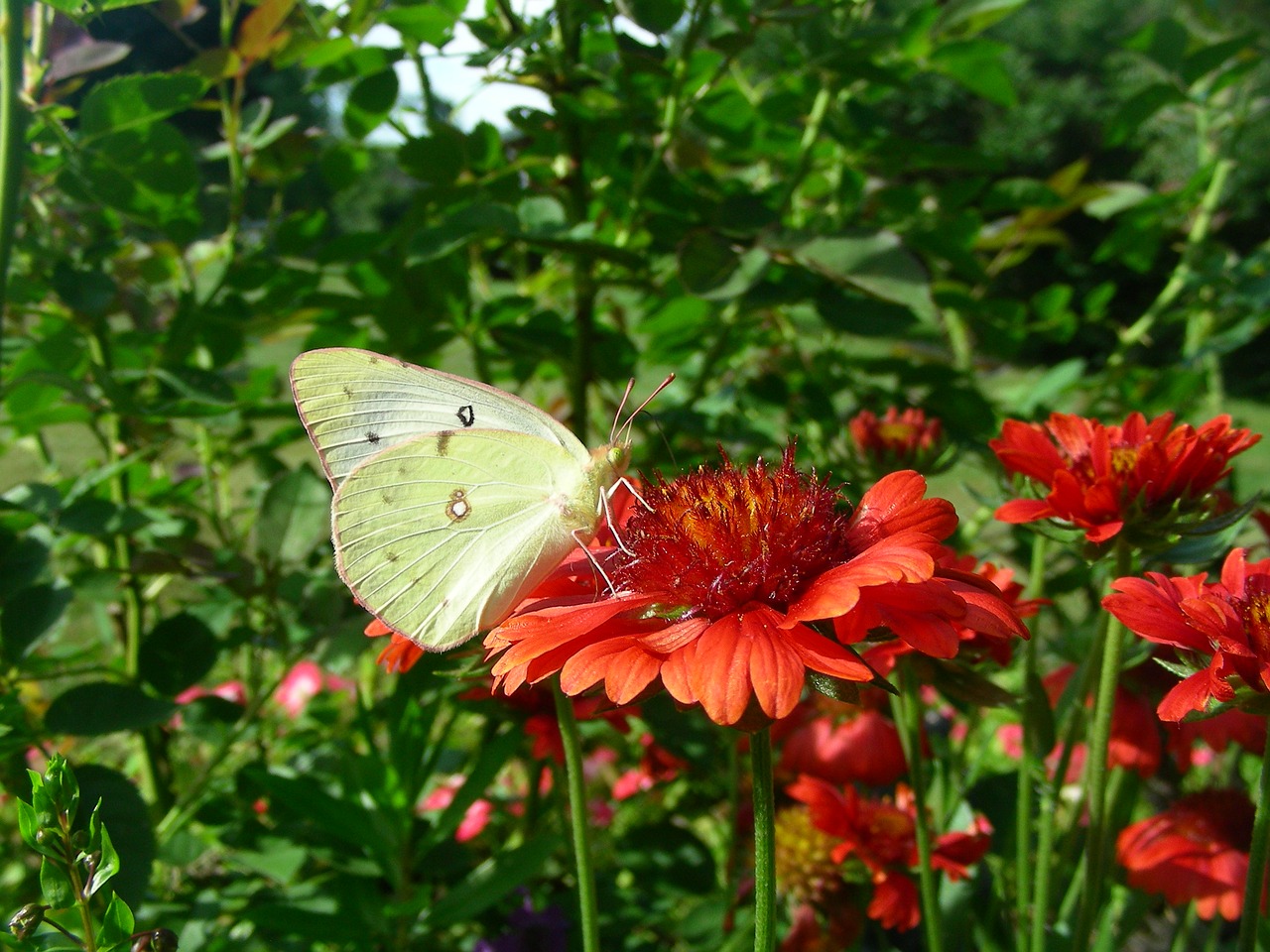 butterfly my garden free photo