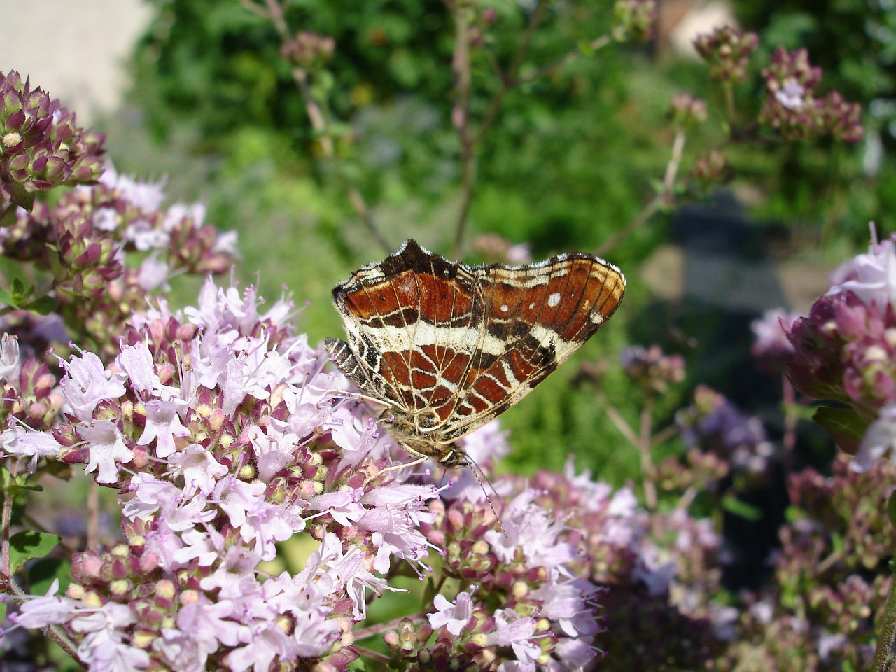 butterfly flowers summer free photo