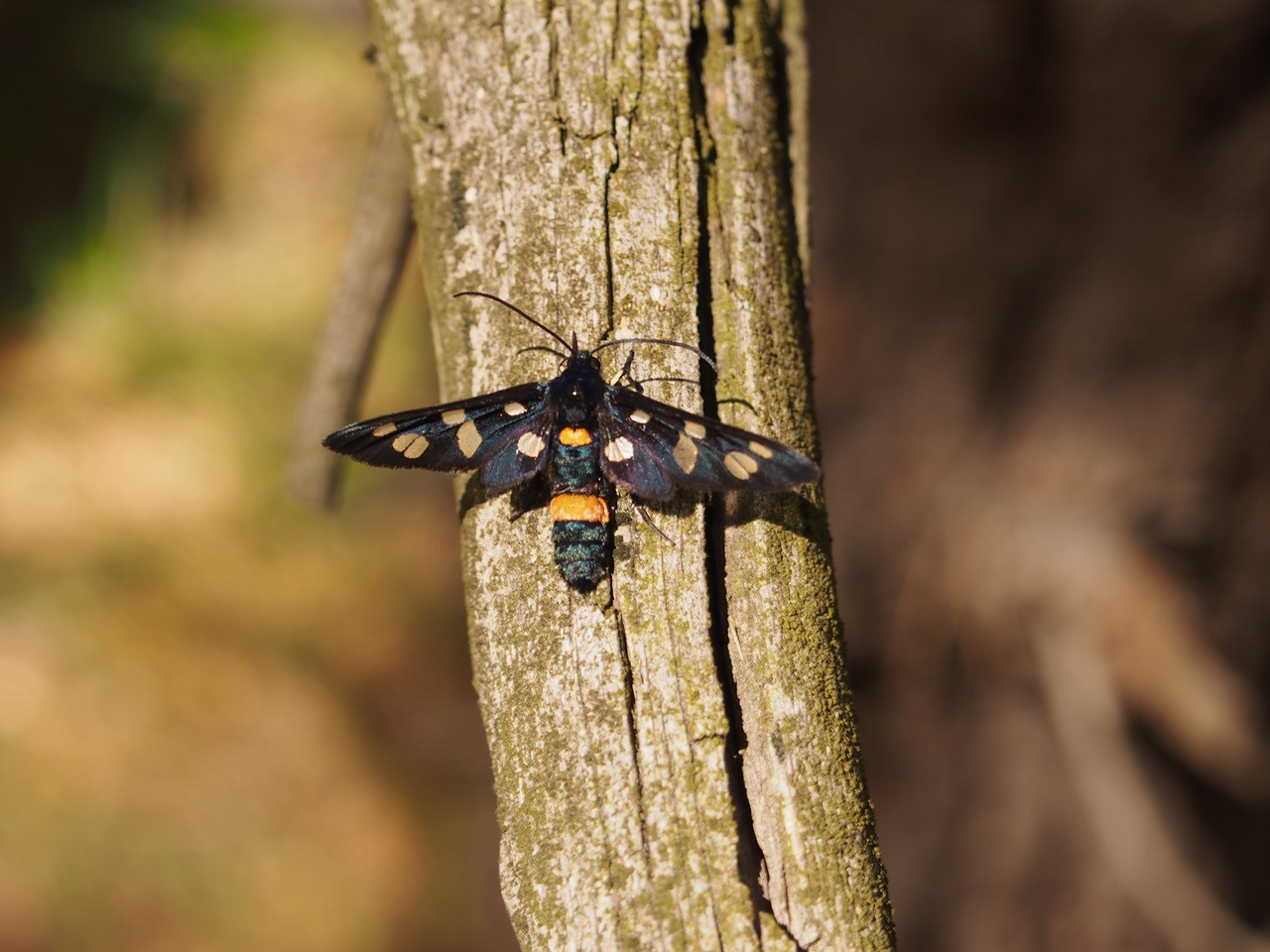 butterfly moth forest free photo