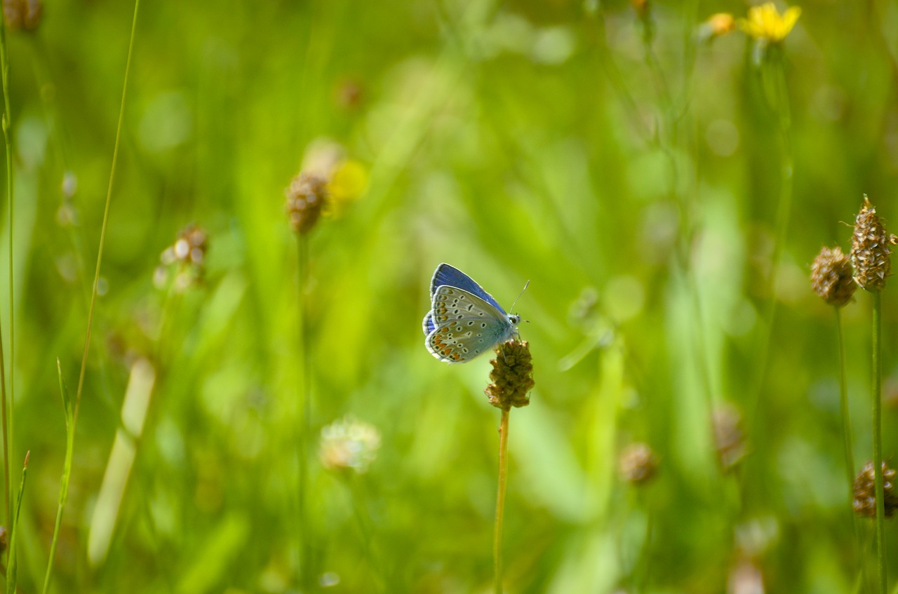 butterfly argus-silver-studded blue common blue free photo