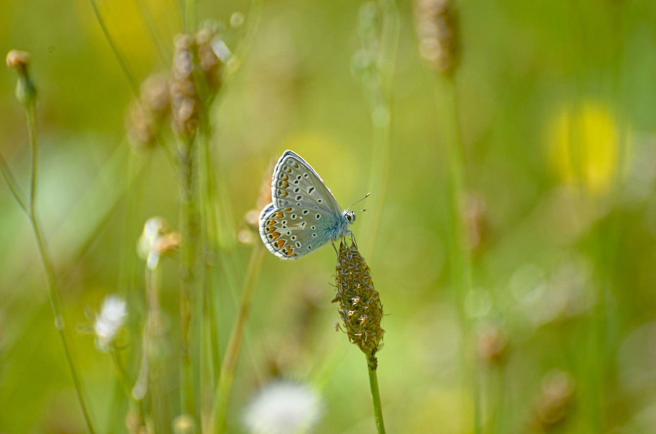 butterfly argus-silver-studded blue common blue free photo