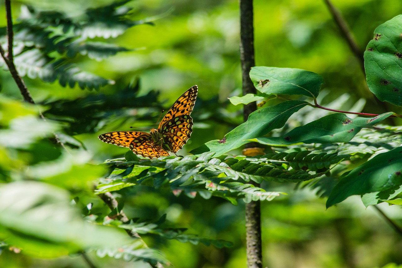 butterfly orange wings free photo