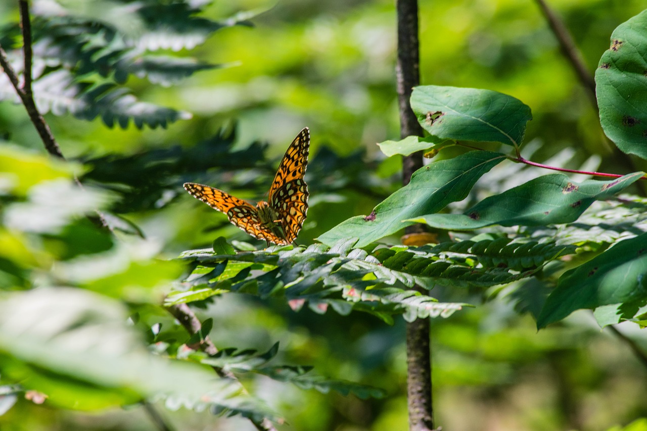 butterfly orange wings free photo