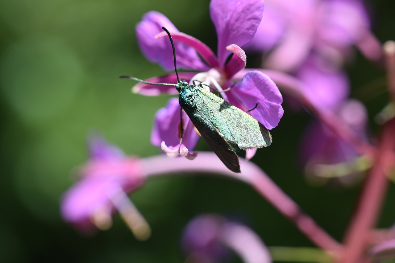 butterfly blossom bloom free photo