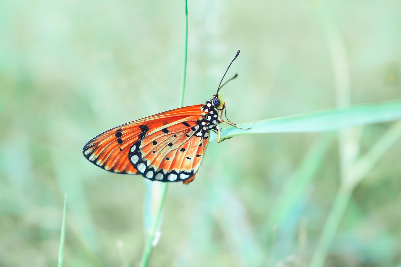 butterfly wild insects free photo